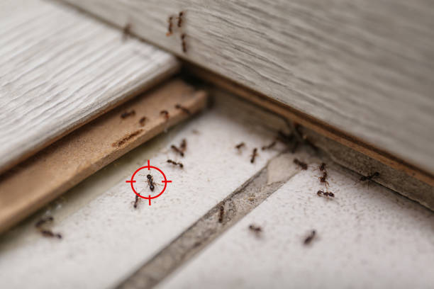 Best Termite Control Services  in Clarksville, TX