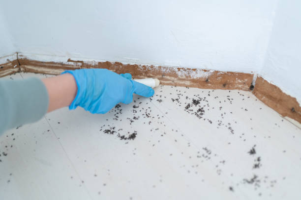 Best Local Pest Control Services  in Clarksville, TX